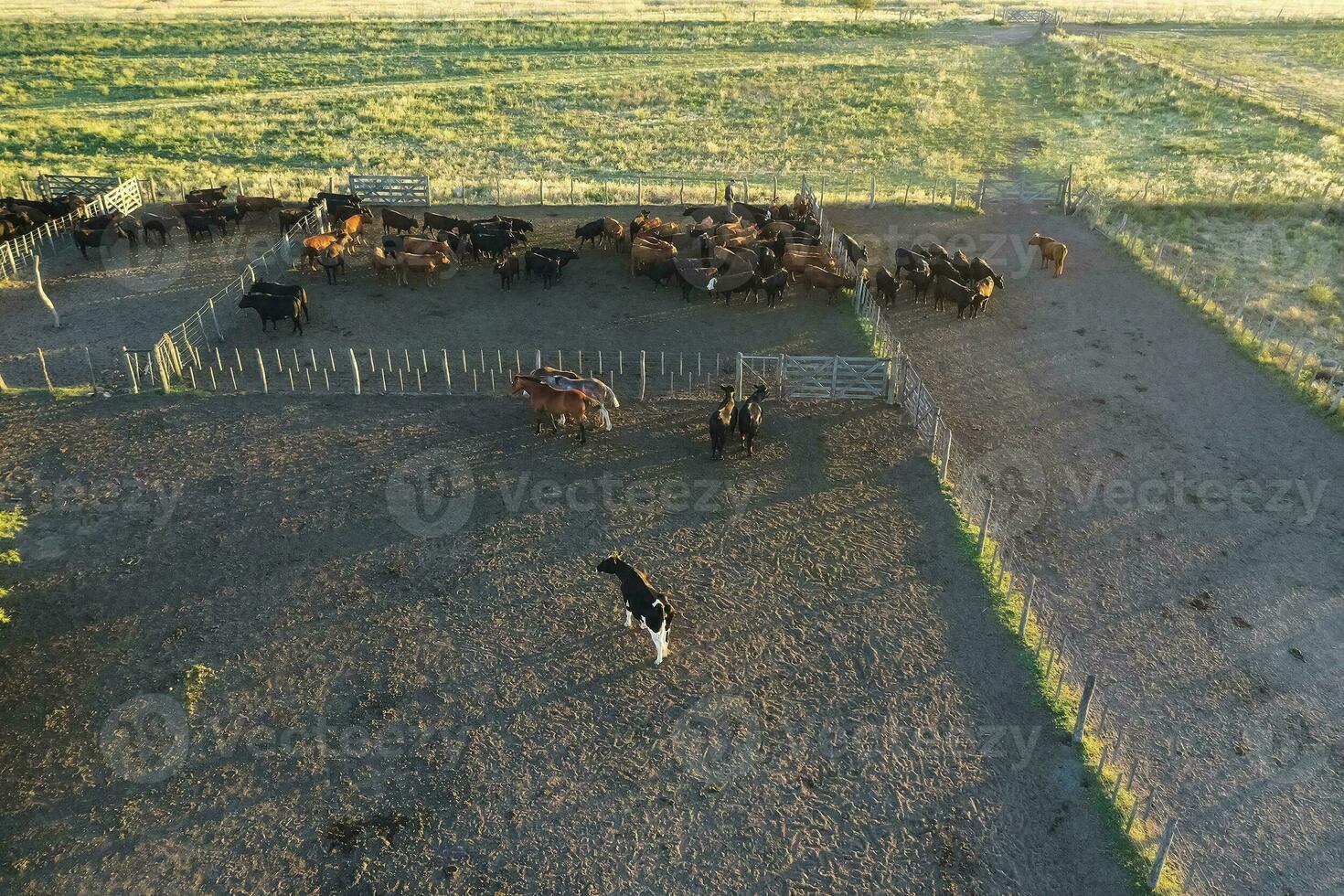 Cattle raising in pampas countryside, La Pampa province, Argentina. photo