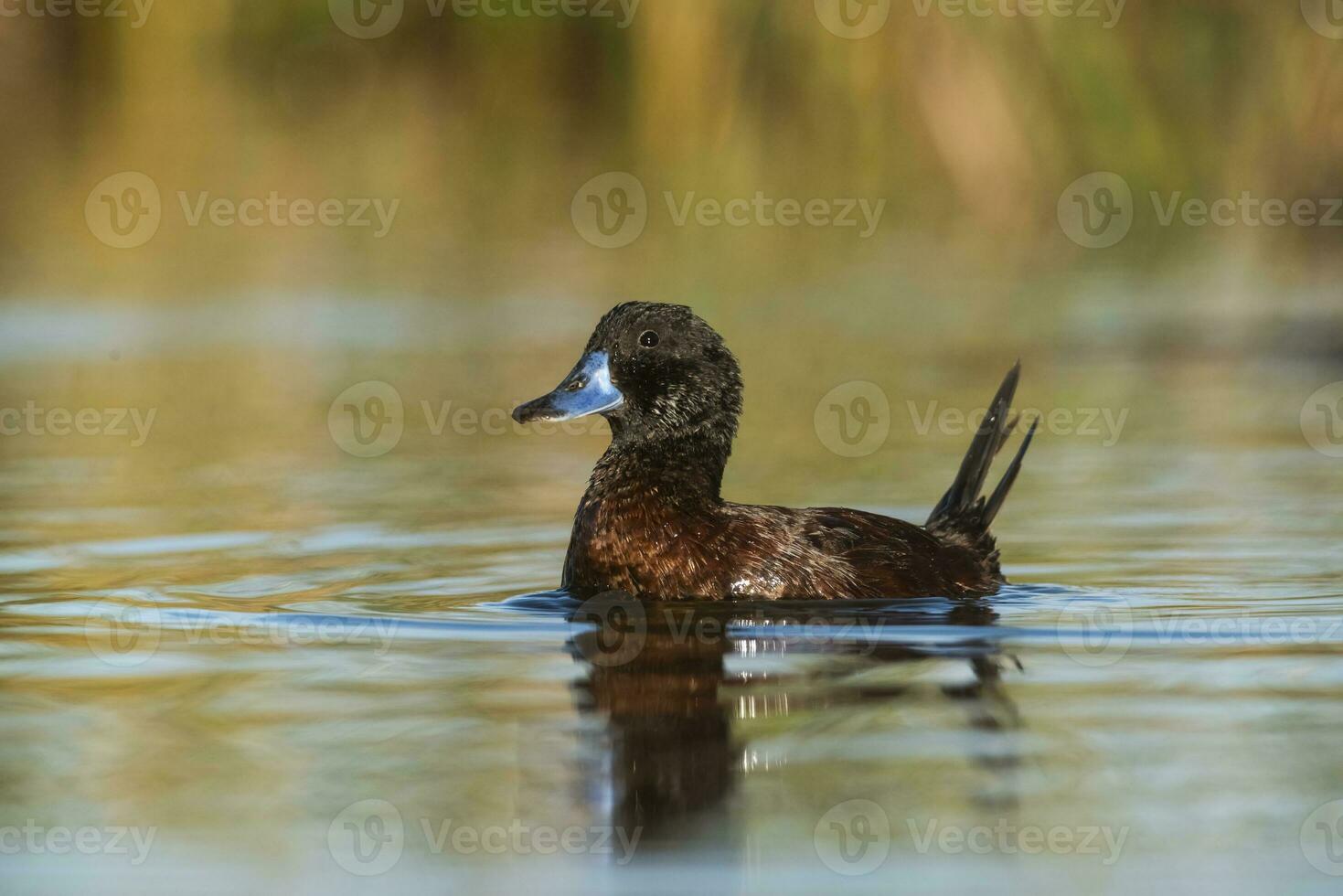 Lake Duck in Pampas Lagoon environment, La Pampa Province, Patagonia , Argentina. photo