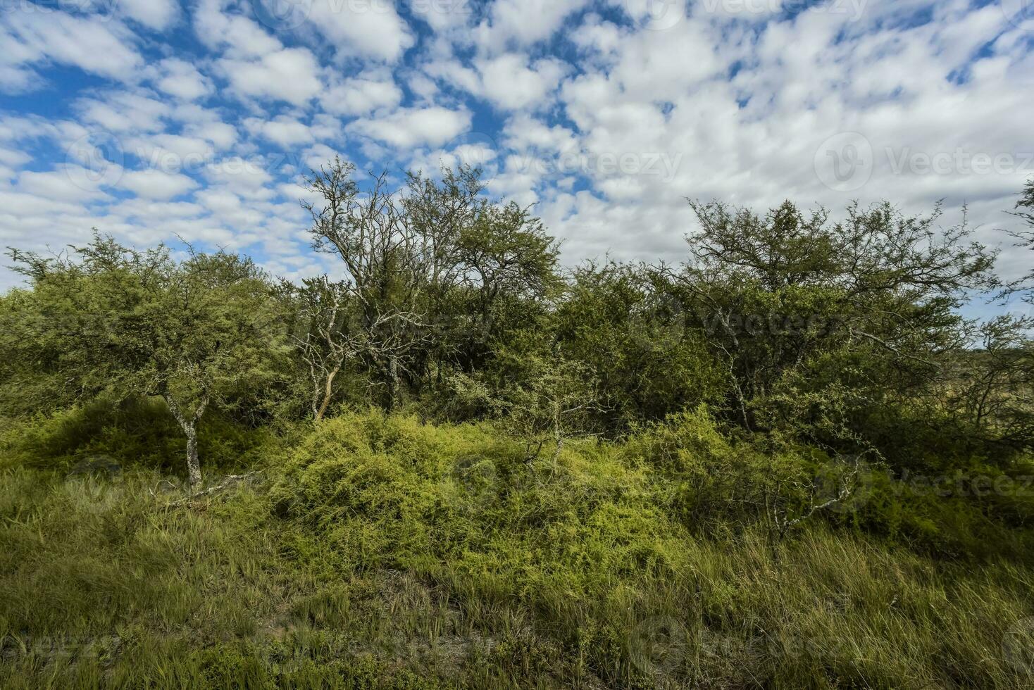 Calden forest landscape, La Pampa province, Patagonia, Argentina. photo