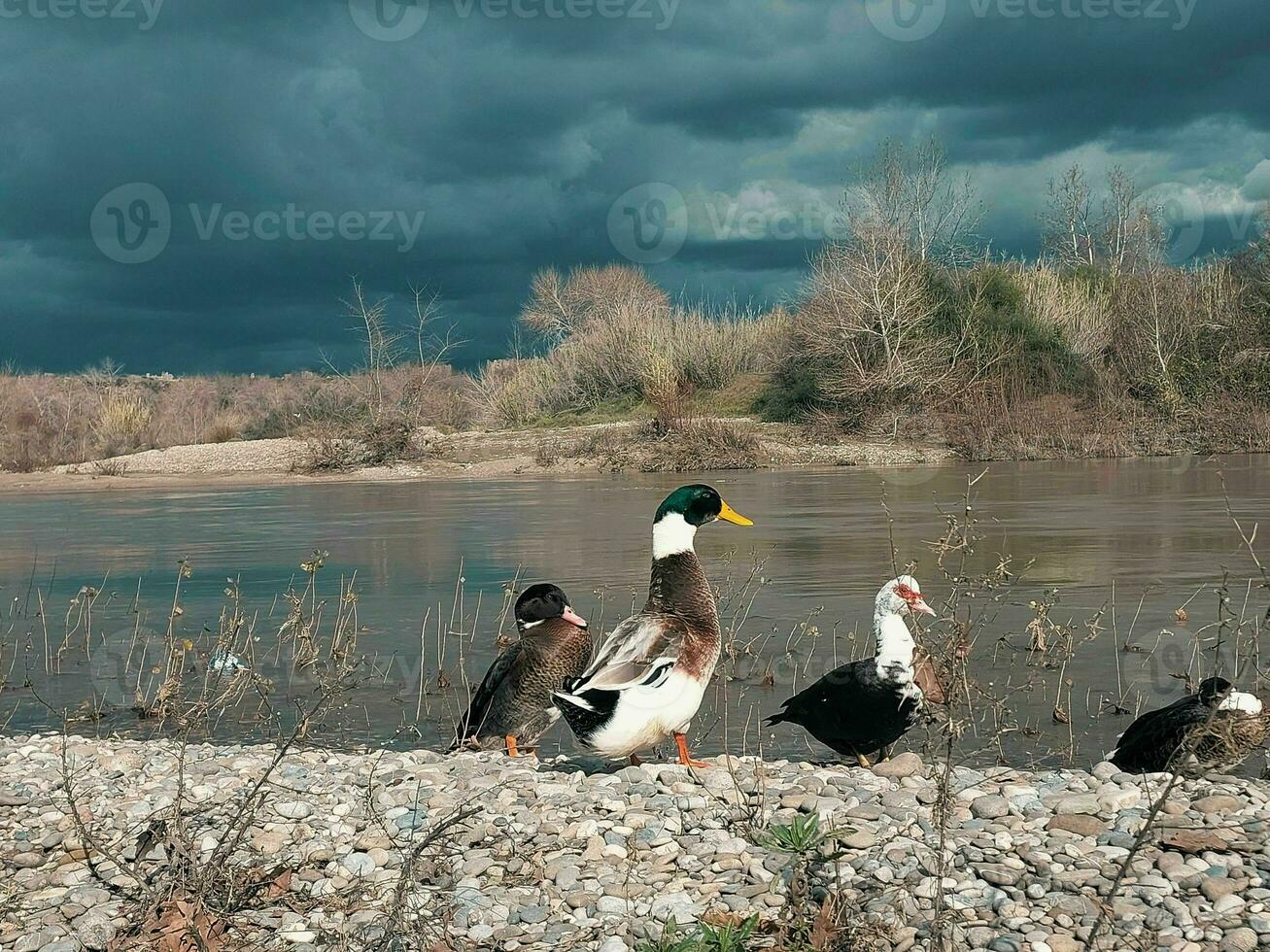 patos en el banco de un río debajo un Tormentoso cielo foto