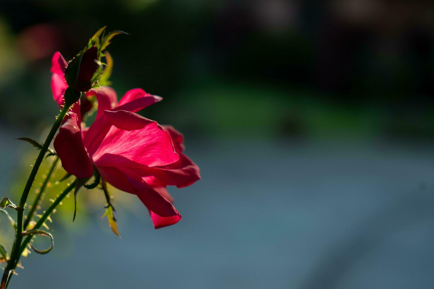 Roadside with red flowers. Light sunset of the sun with dramatic yellow and orange sky. Image depth of field. photo