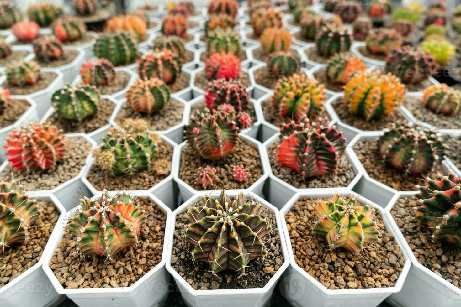 cactus granja con de cerca de suculento y cactus colección en maceta. él' s  natural antecedentes desde pequeño plantas. 26260509 Foto de stock en  Vecteezy