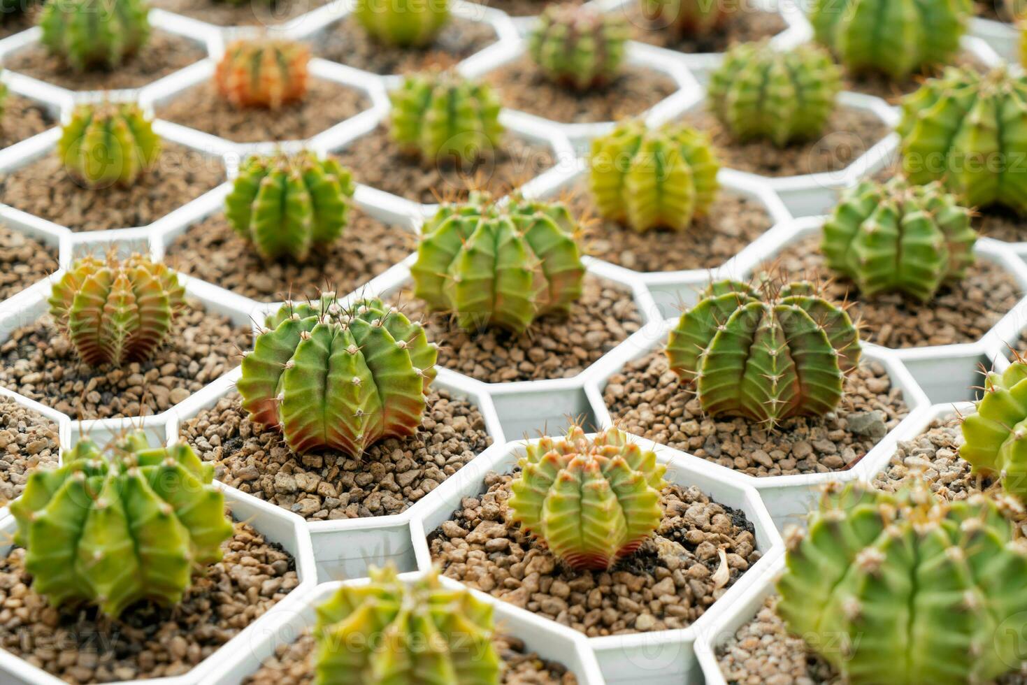 Cactus farm with close-up of succulent and cactus collection in pot. It' s natural background from little plants. photo