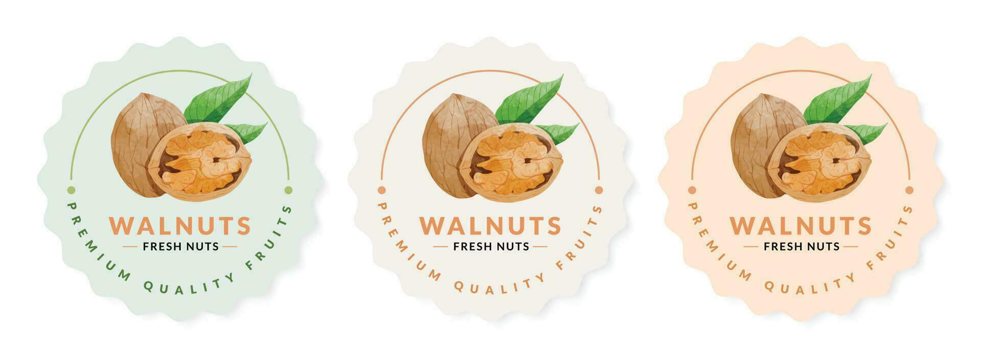 Walnut packaging design templates, watercolour style vector illustration.