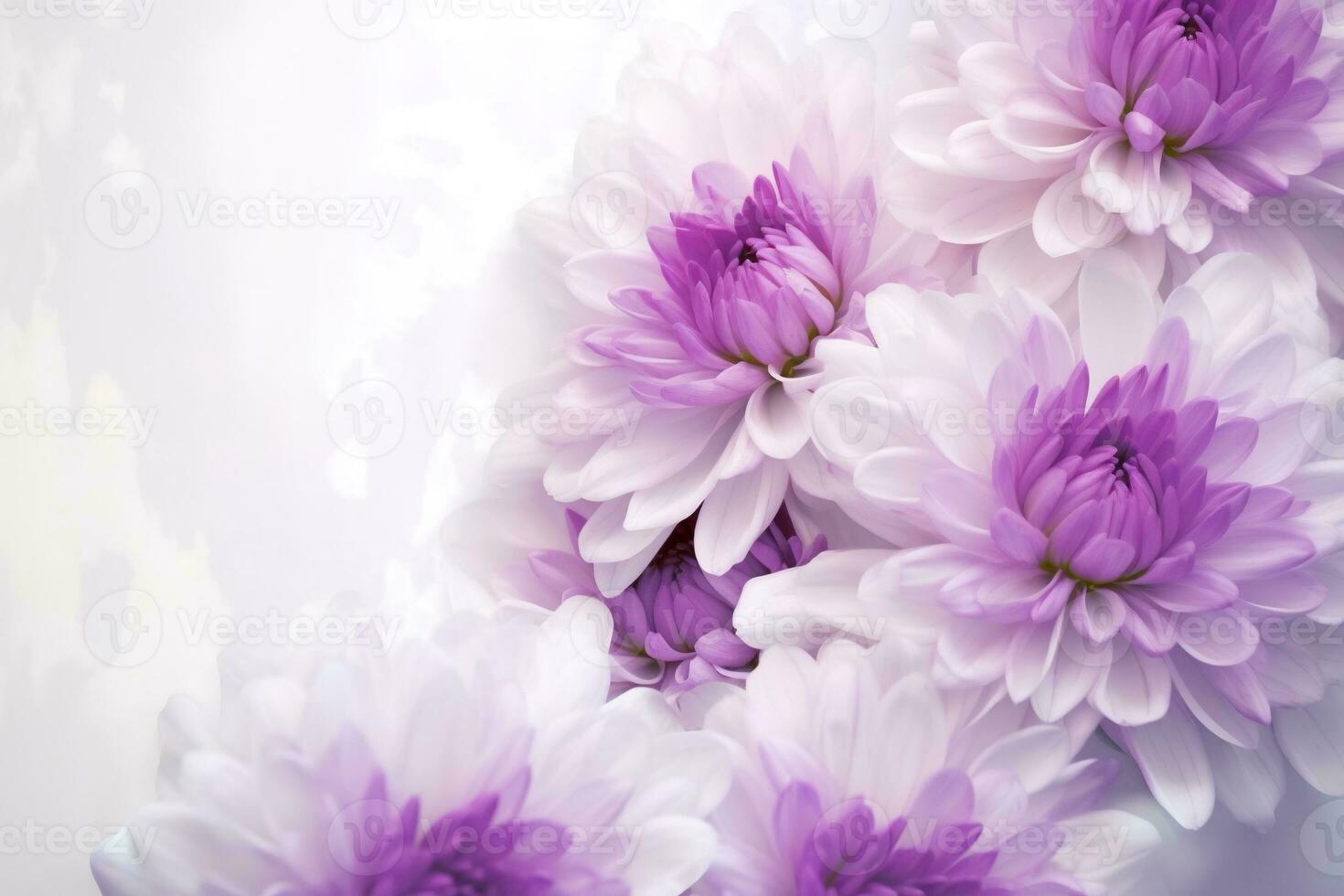 Pink and white chrysanthemum. White purple chrysanthemums flowers on white background. AI Generated photo