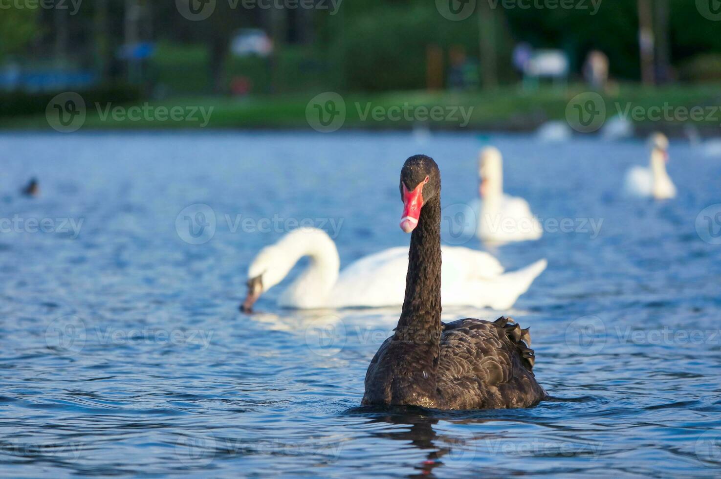 Cute and Unique Black Swan at Willen Lake of Milton Keynes, England UK. Image Was Captured on May 11th, 2023 photo