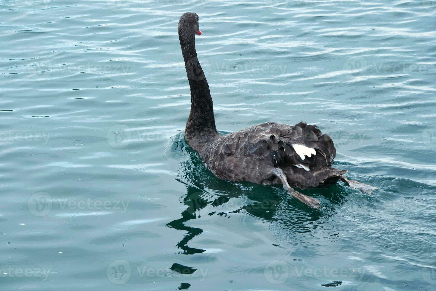 Cute and Unique Black Swan at Willen Lake of Milton Keynes, England UK. Image Was Captured on May 11th, 2023 photo