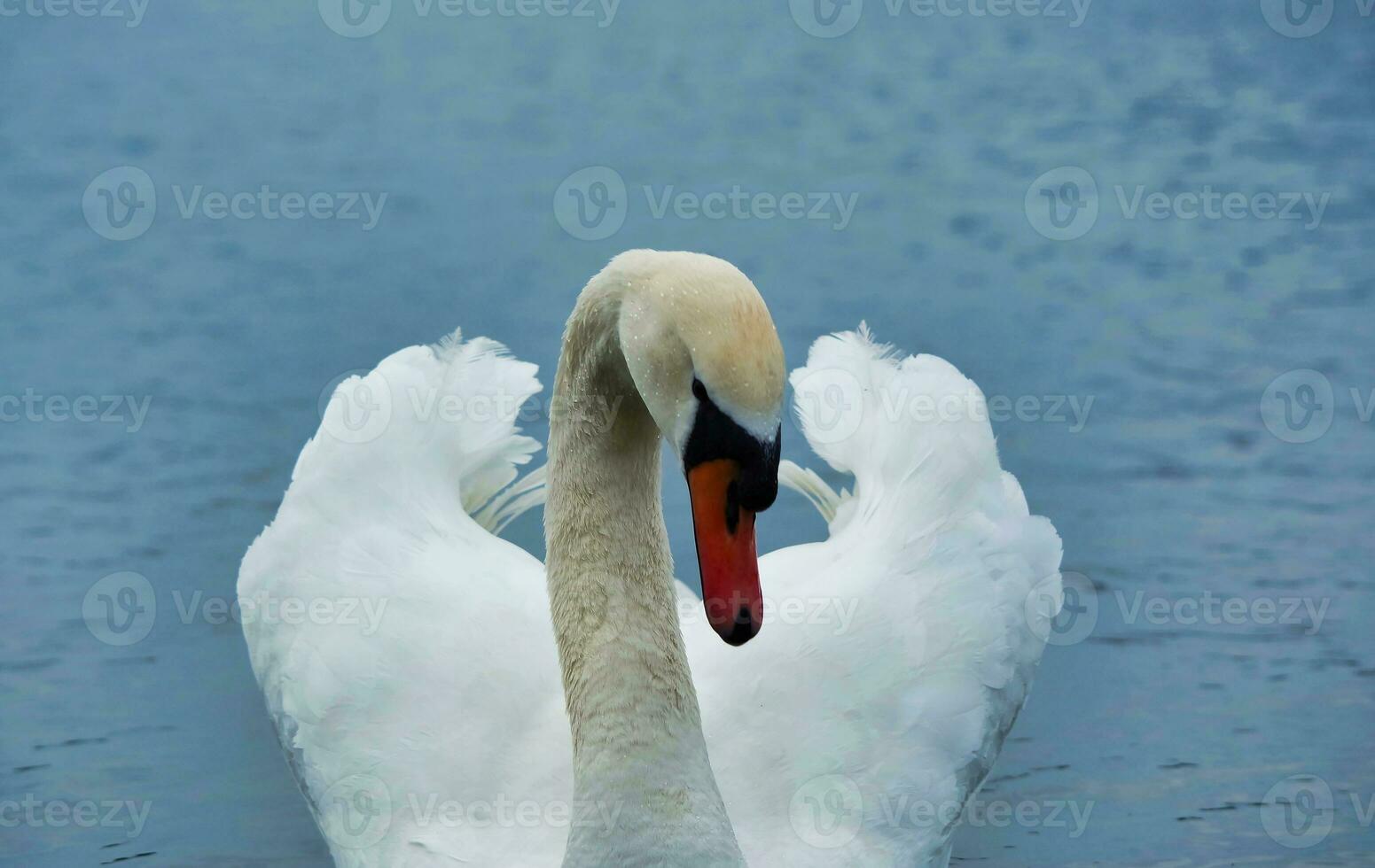 Cute and Unique Water Birds and Swan at Willen Lake of Milton Keynes, England UK. photo