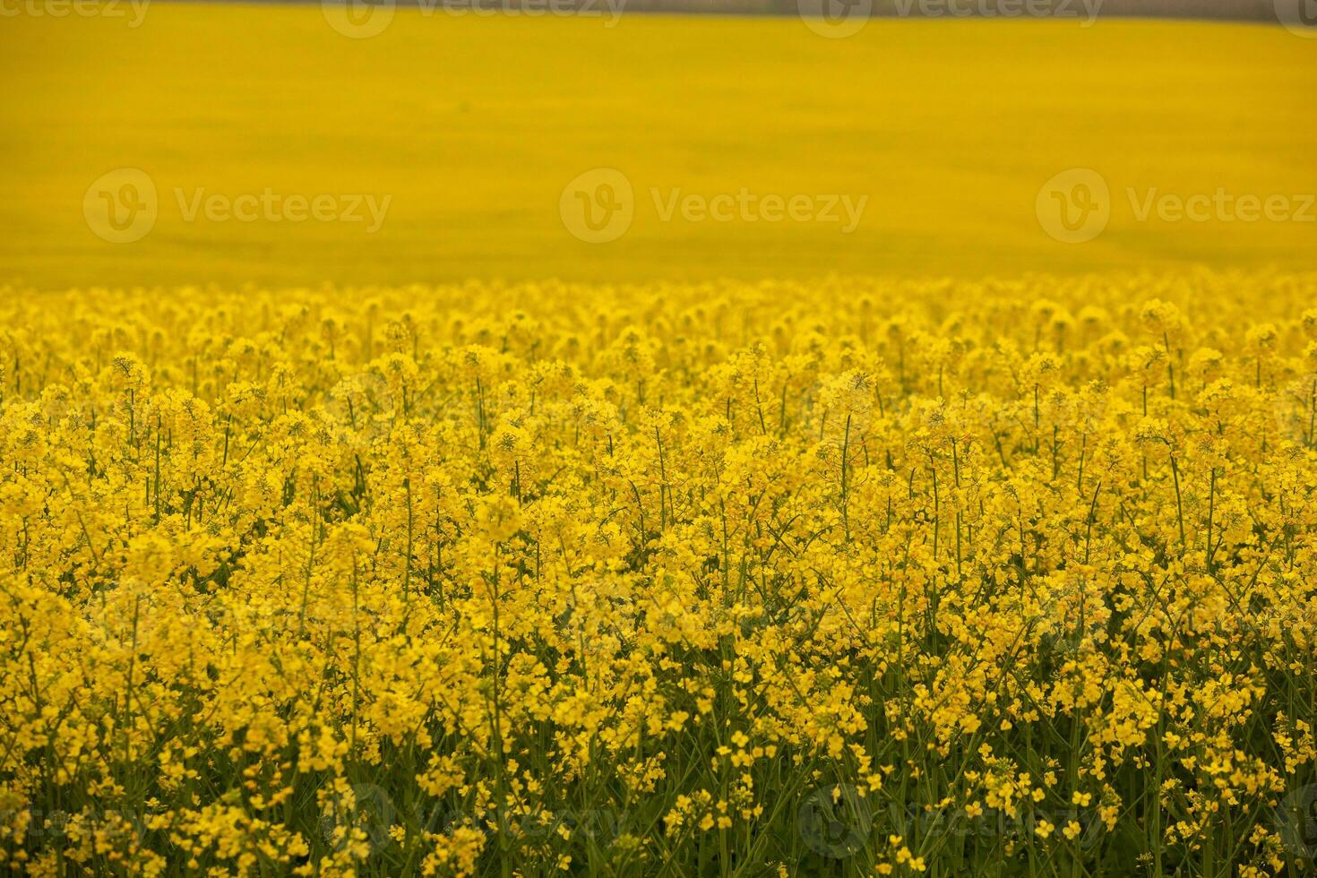 Rapeseed field with yellow. canola field in bloom in spring. Plant for green energy. Biofuel produced from rapeseed photo