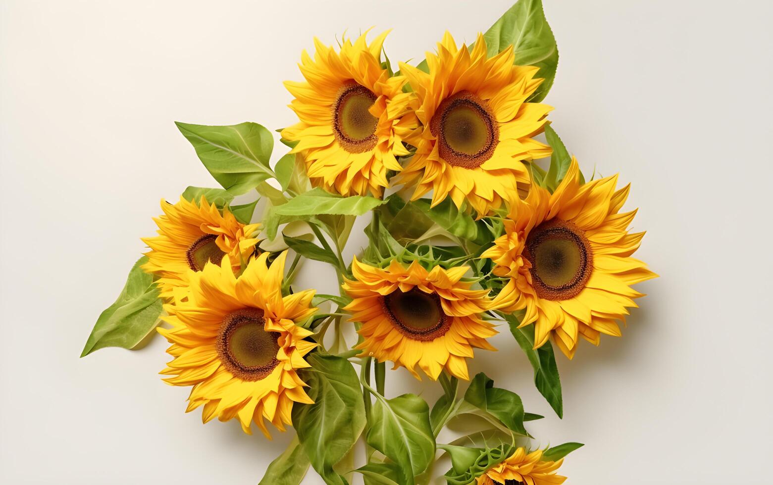 Sunflower bouquet with leaves on white background. photo