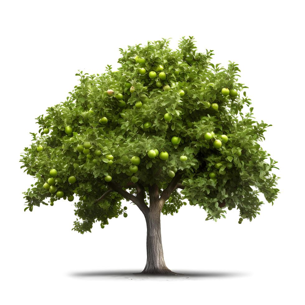 Apple tree isolated on a white background. photo