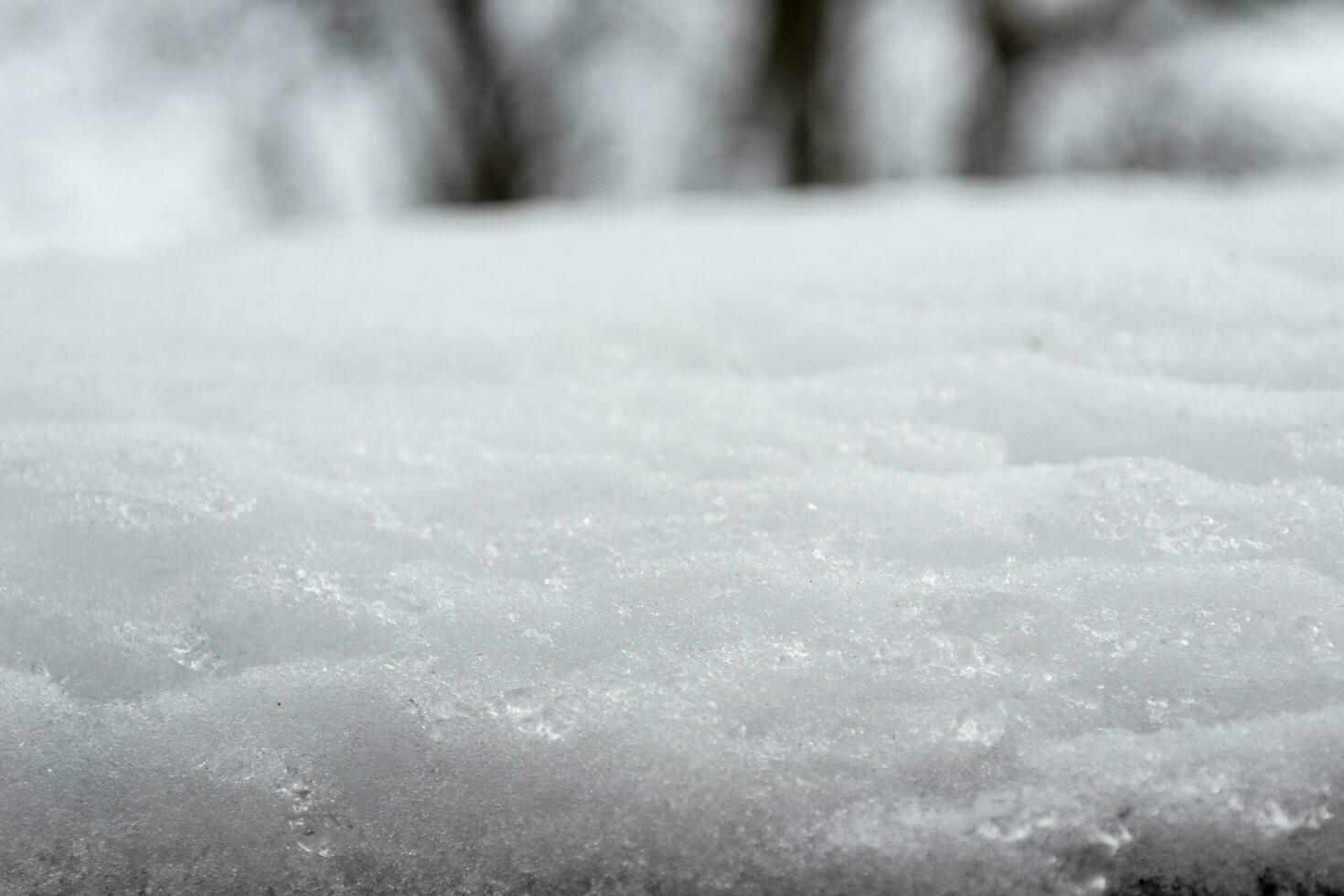 Fluffy White Snow on the Ground in Winter photo