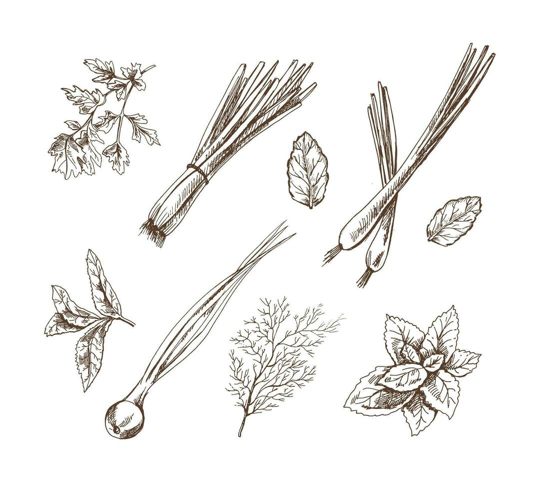 A set of hand-drawn sketches of  herbs and seasonings. Leek, mint, parsley, dill. For the design of the menu of restaurants and cafes. Doodle vintage illustration. vector