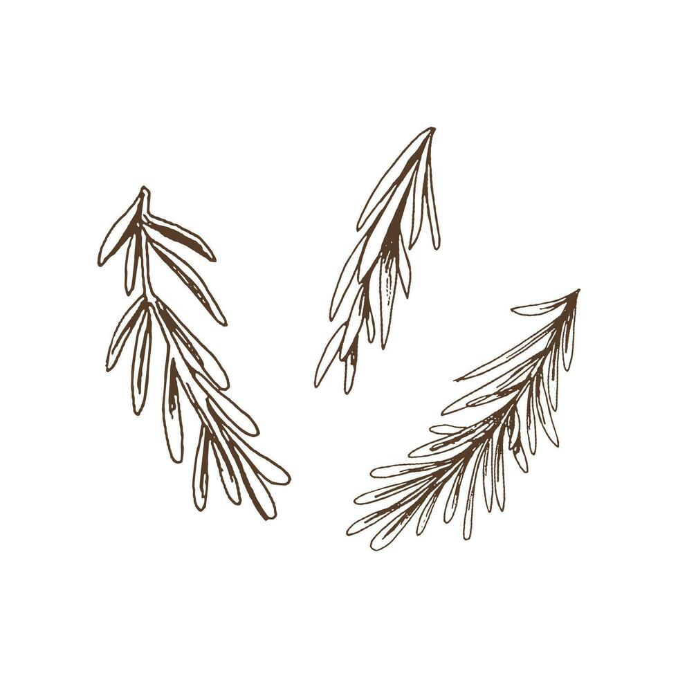 Organic food. Hand drawn vector sketch of rosemary branches. Doodle vintage illustration. Decorations for the menu of cafes and labels. Engraved image.