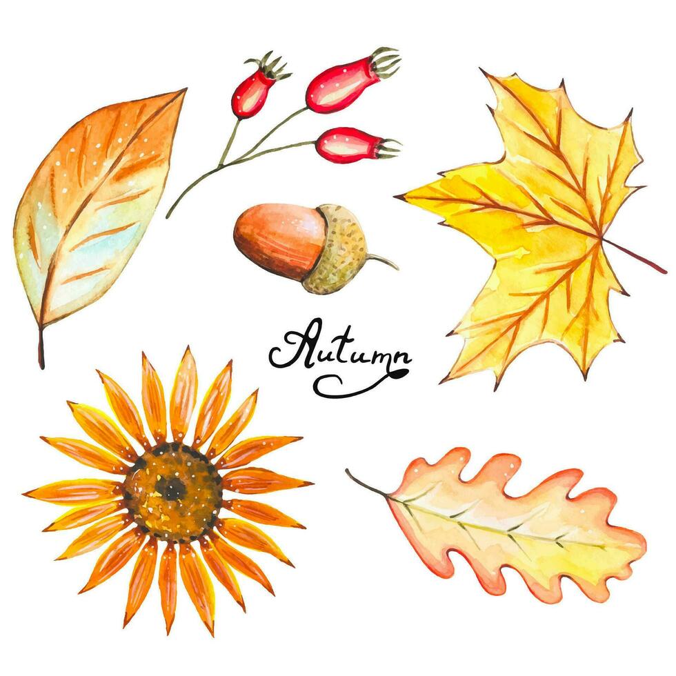 Set with watercolor autumn leaves, flower, acorn vector