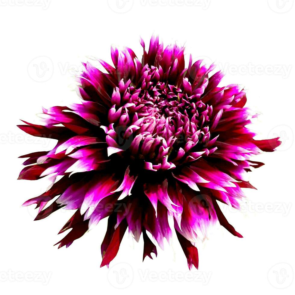 Star purple Dahlia flower isolated on white background. photo