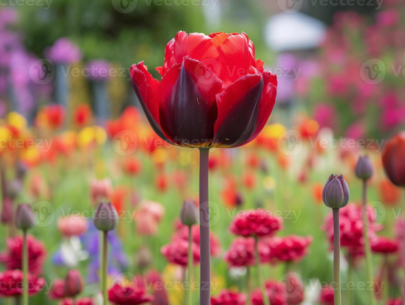 Nature's Beauty - A Close-Up of a Red Tulip in a Garden Bed - photo