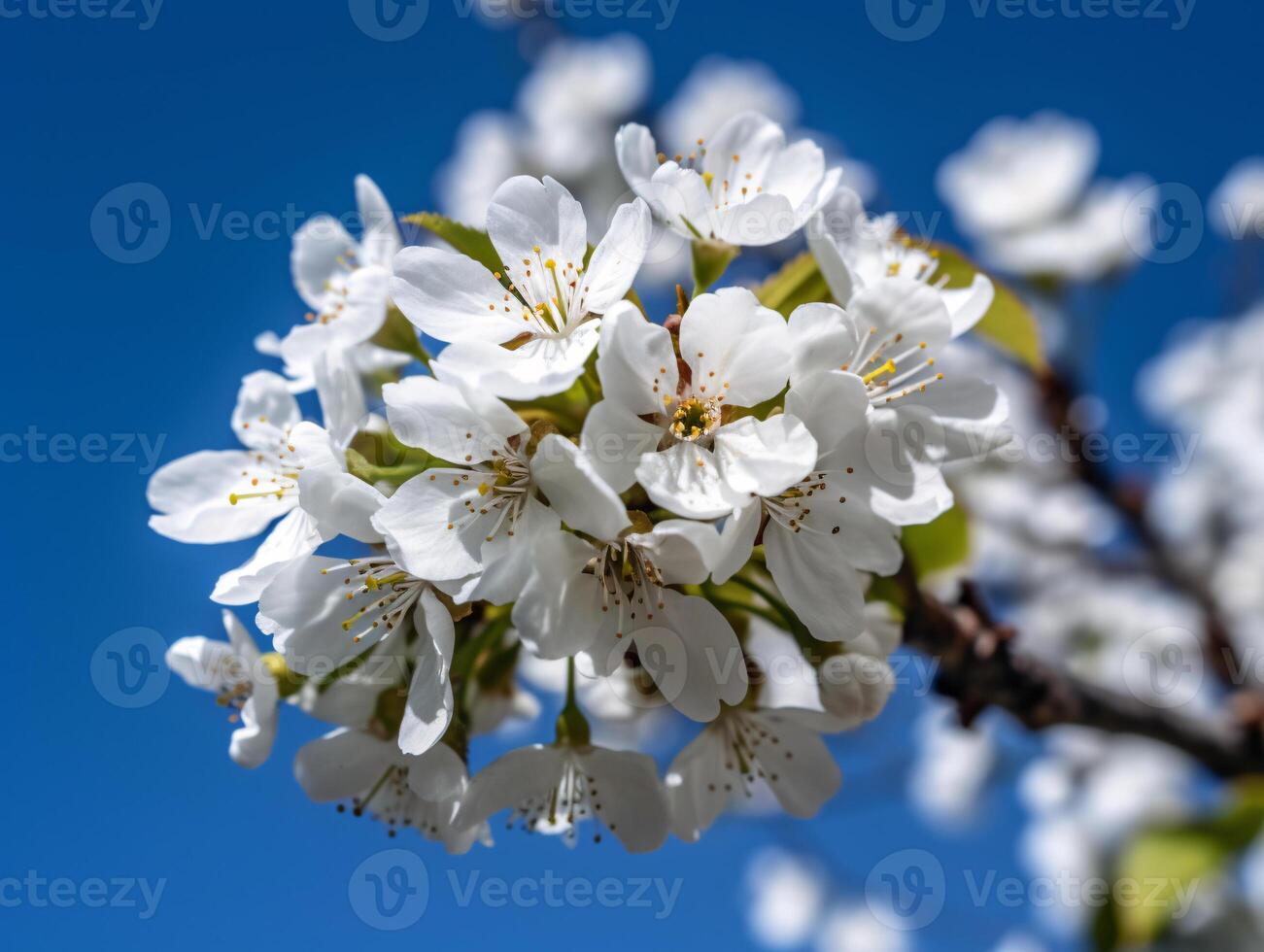 Beautiful Cherry Blossom Branch in Full Bloom - Great for Marketing and Social Media - photo