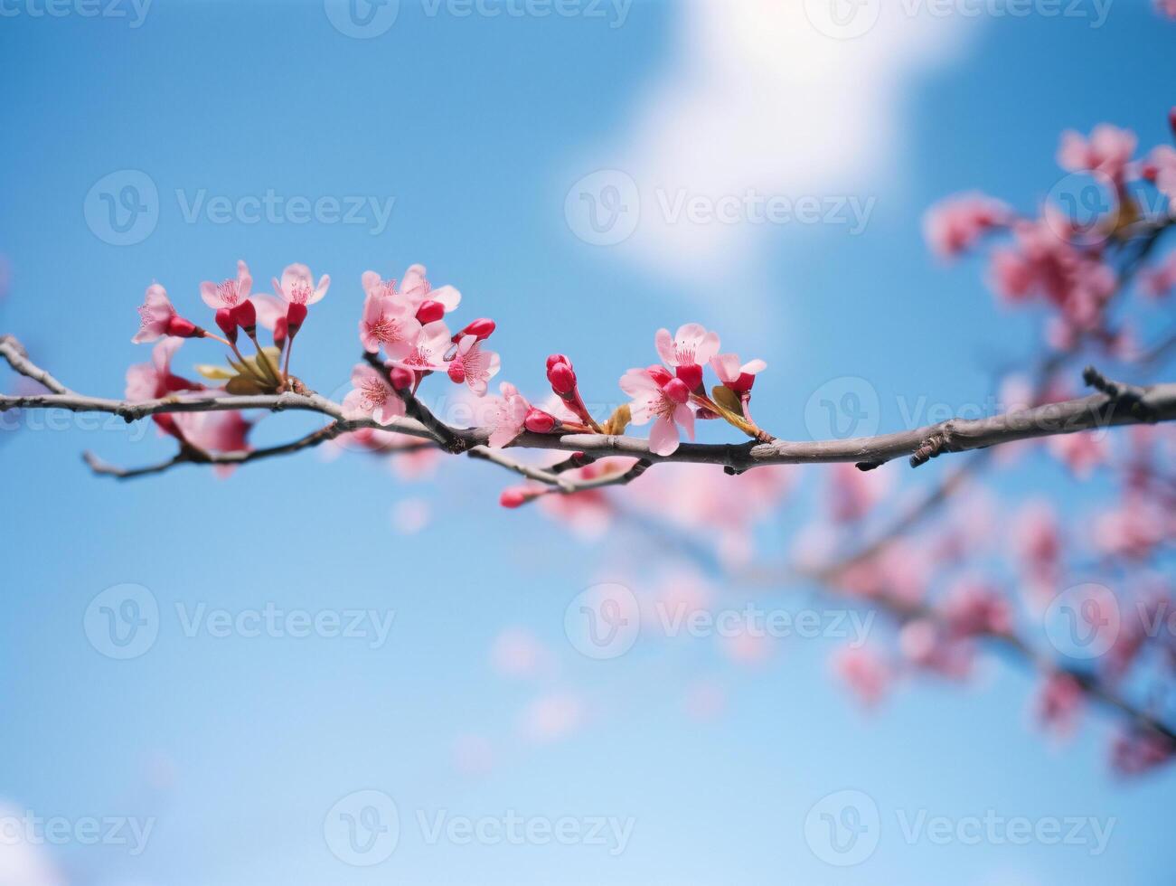 Pink Cherry Blossom Branch Against Blue Sky - Nostalgic, Romantic, Side Angle, Springtime, Delicate, Flowers, Light, Warmth - photo