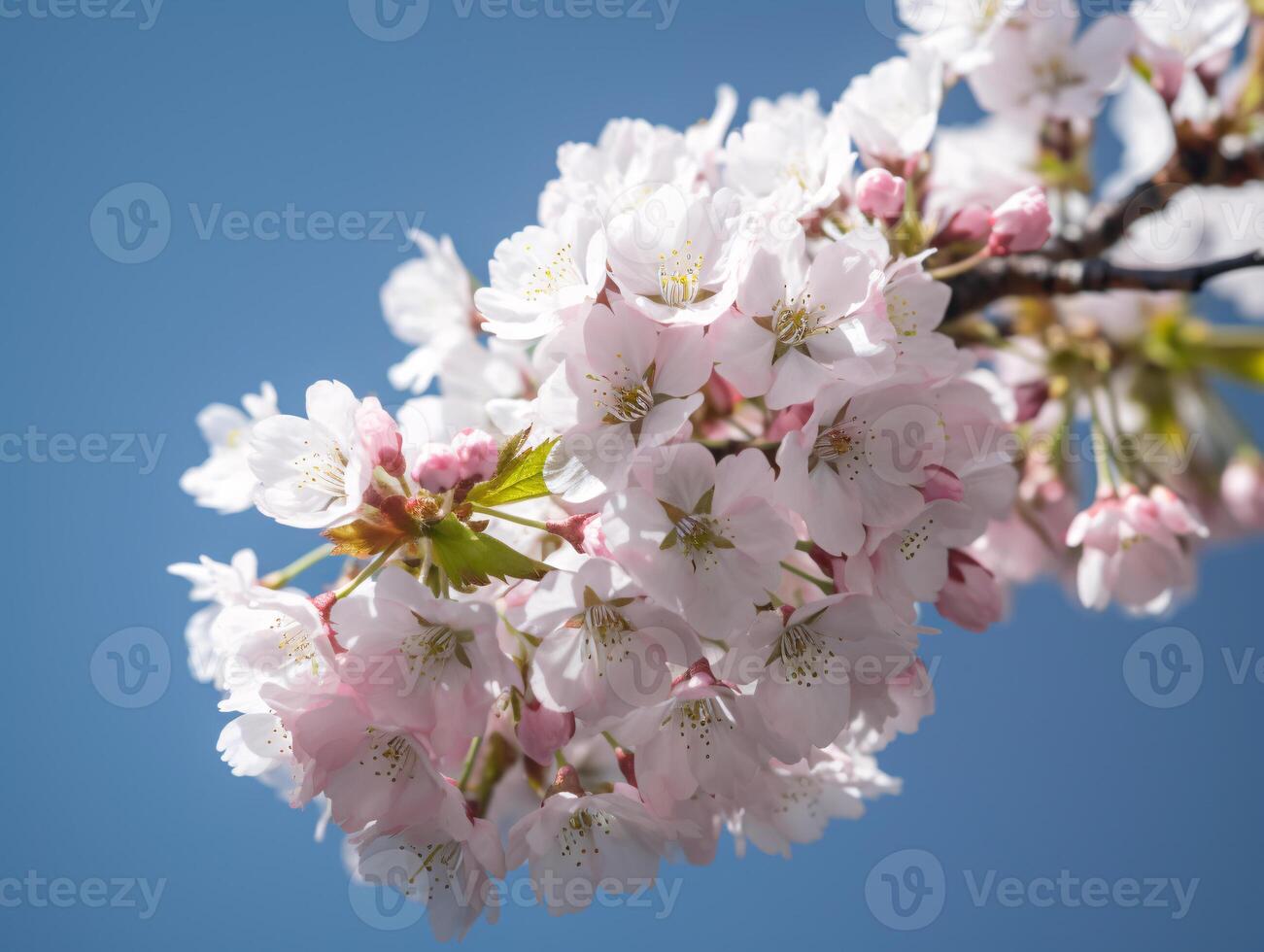 Cherry Blossom Branch in Full Bloom Against Clear Blue Sky - High-Resolution Stock Photo for Marketing and Website Backgrounds -