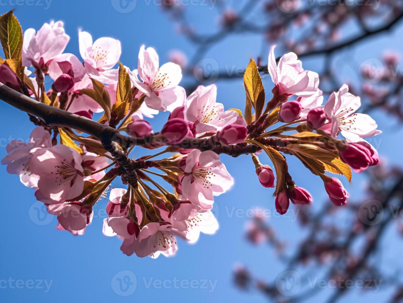 Cherry Blossom Branch in Full Bloom Against Blue Sky - Realistic Photo with Delicate Petals and Branches, Warm Sunlight -