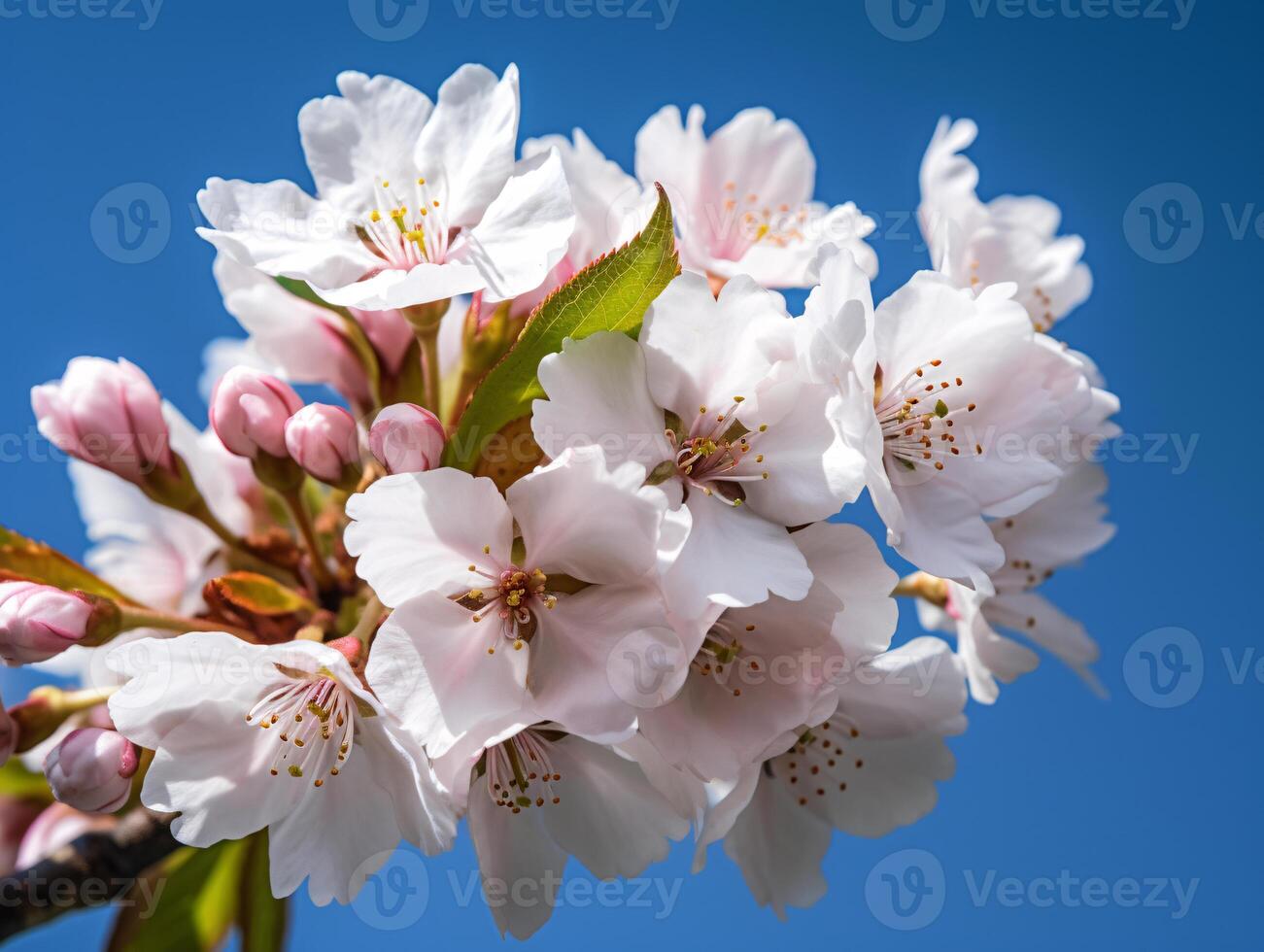 Stunning Cherry Blossom Branch Against Blue Sky - Ideal for Marketing and Web Design - photo