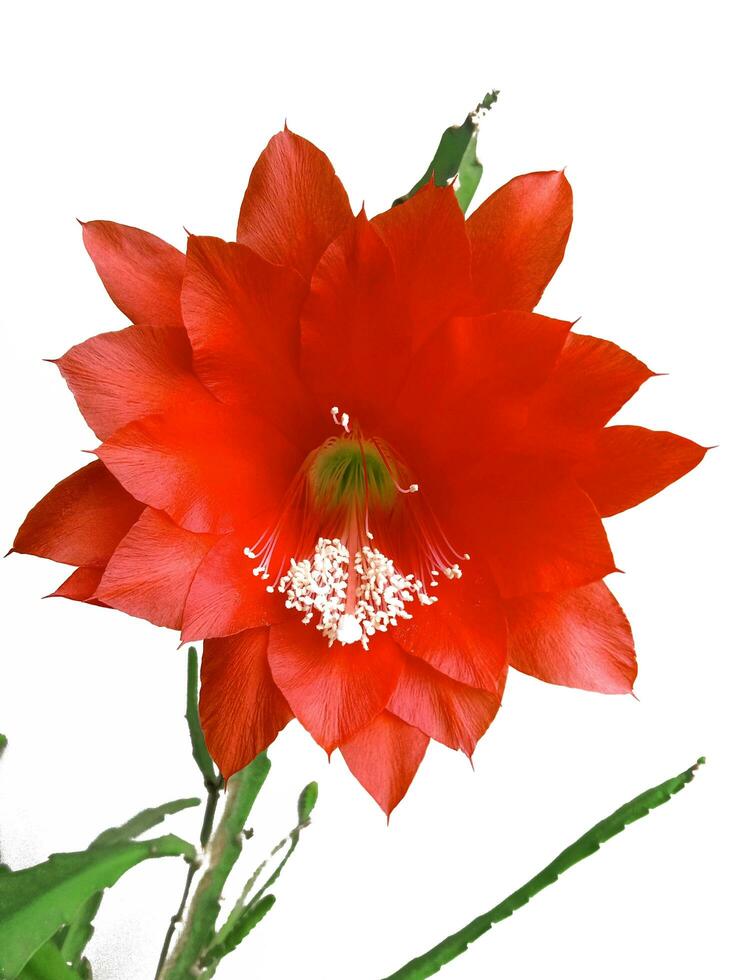 red epiphyllum cactus flower on white background photo