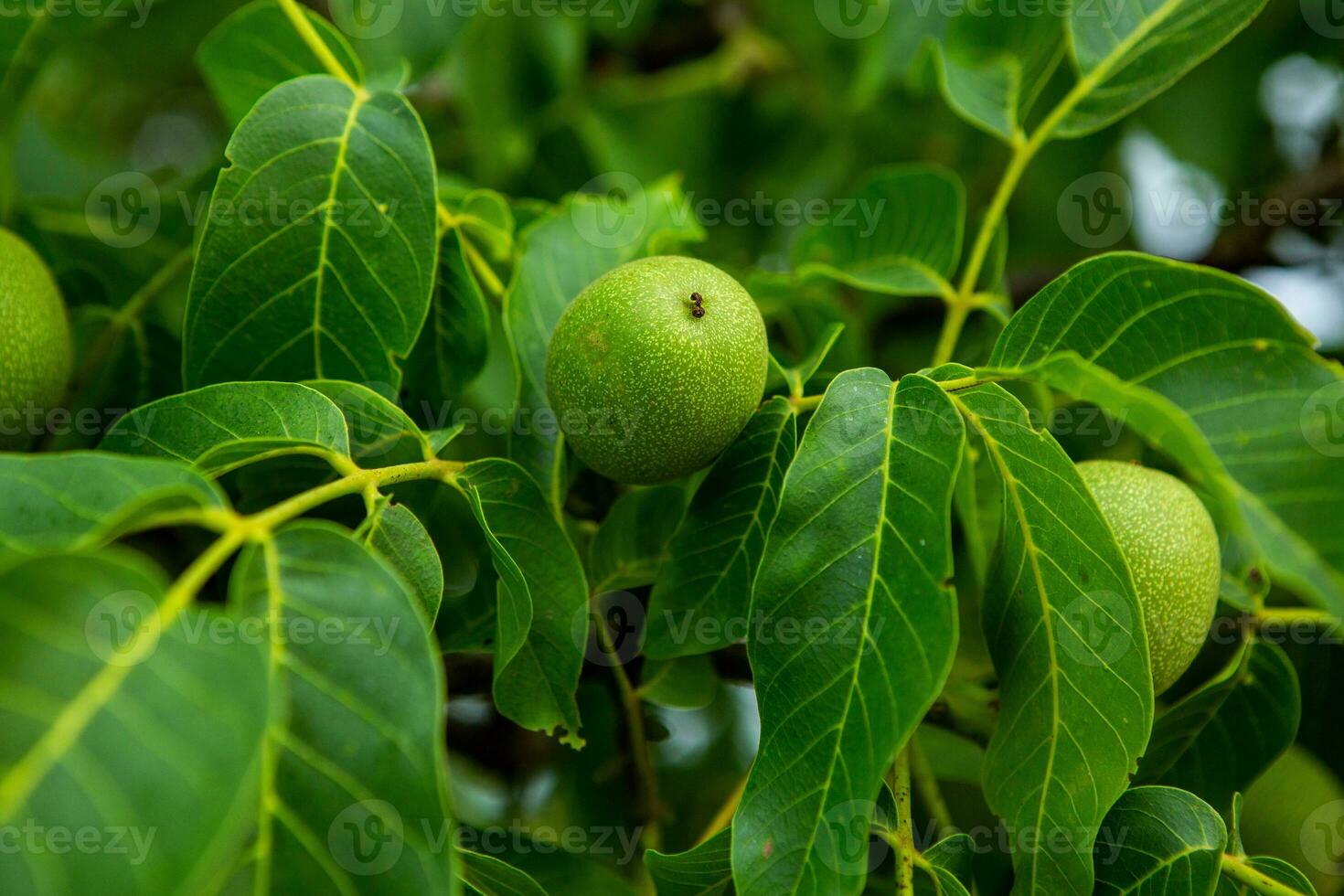 Green walnuts growing on a tree in the garden in summer. photo