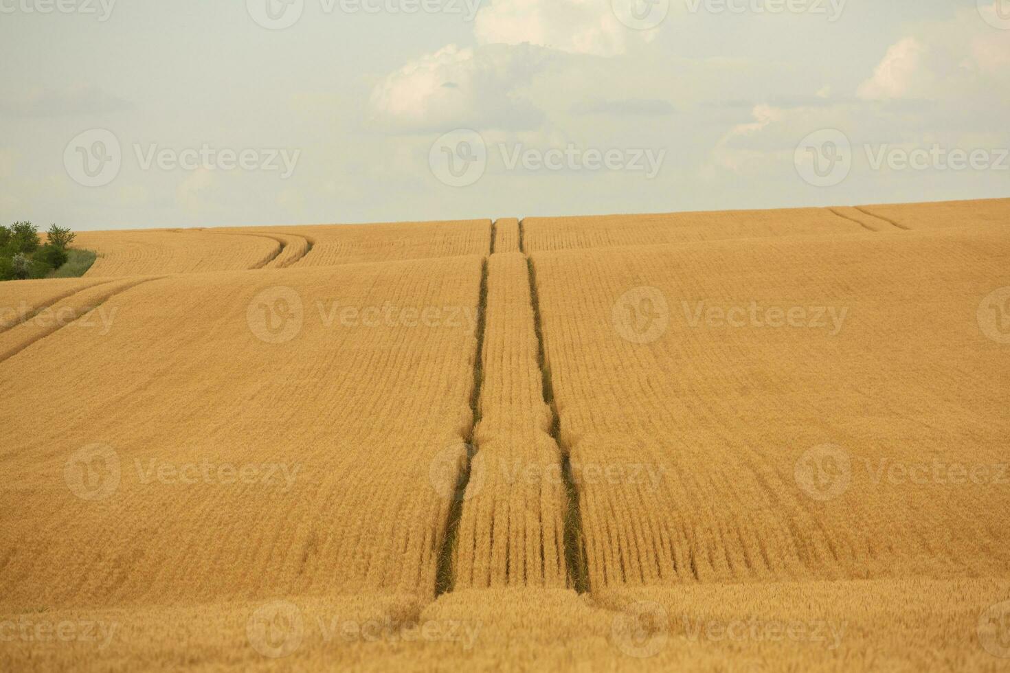 Wheat field and blue sky. Agricultural landscape with ears of wheat. photo
