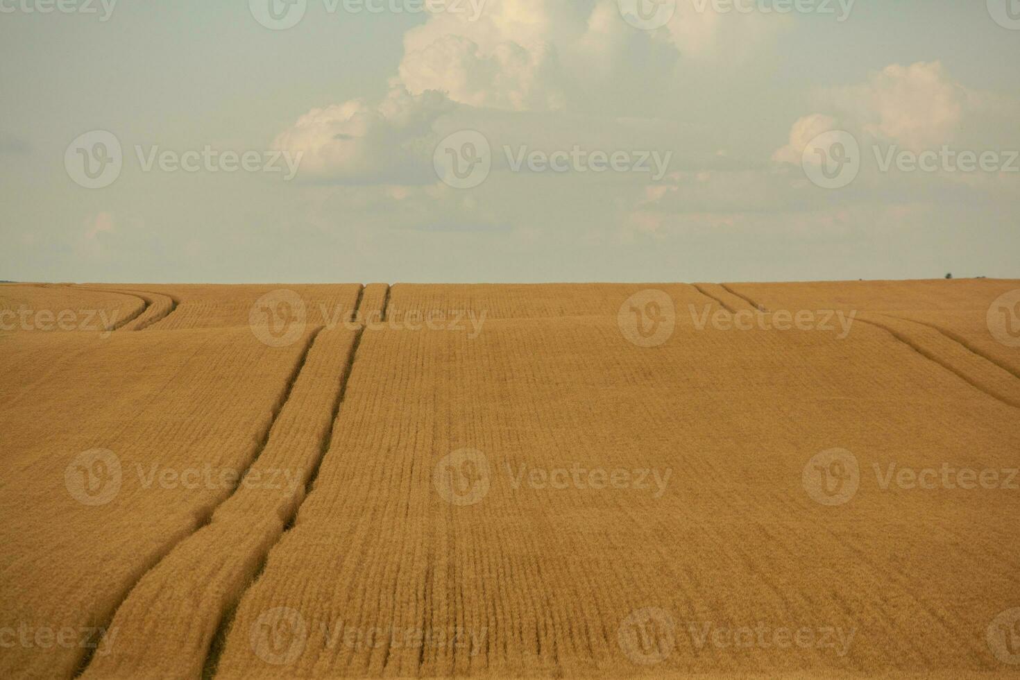 Wheat field and blue sky. Agricultural landscape with ears of wheat. photo