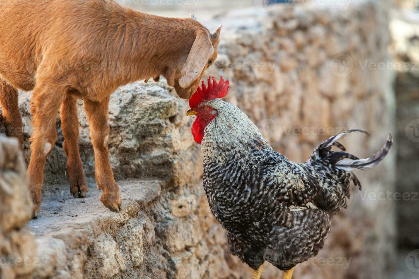Portrait of a goat with horns on the street in the village. The happy life of goats in the country photo