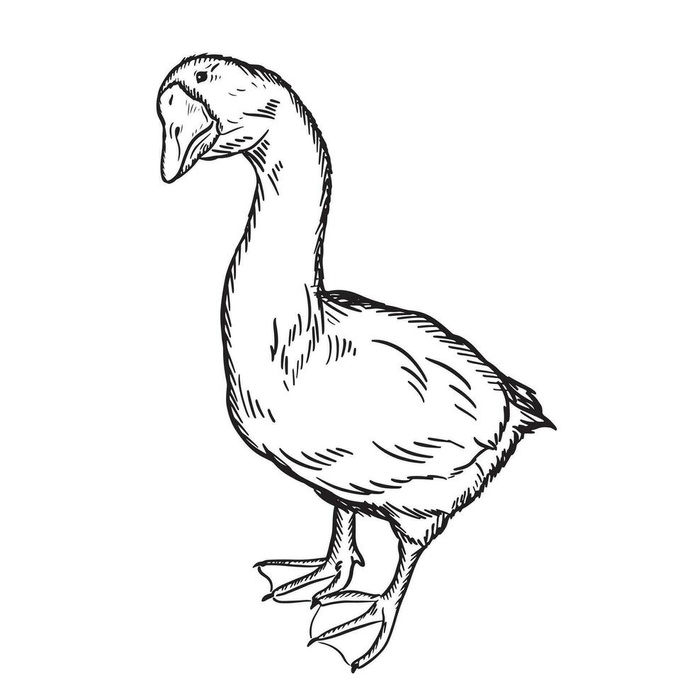 Funny goose thanksgiving duck sketch. Hand drawn illustration black on white background.Vector illustration. vector