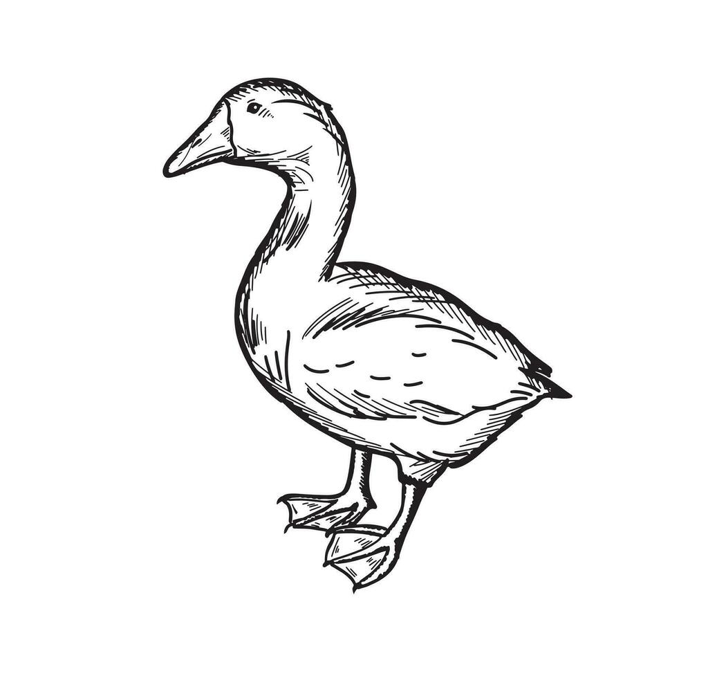 Hand drawing goose isolated. Engraved style vector illustration.Farming barnyard.