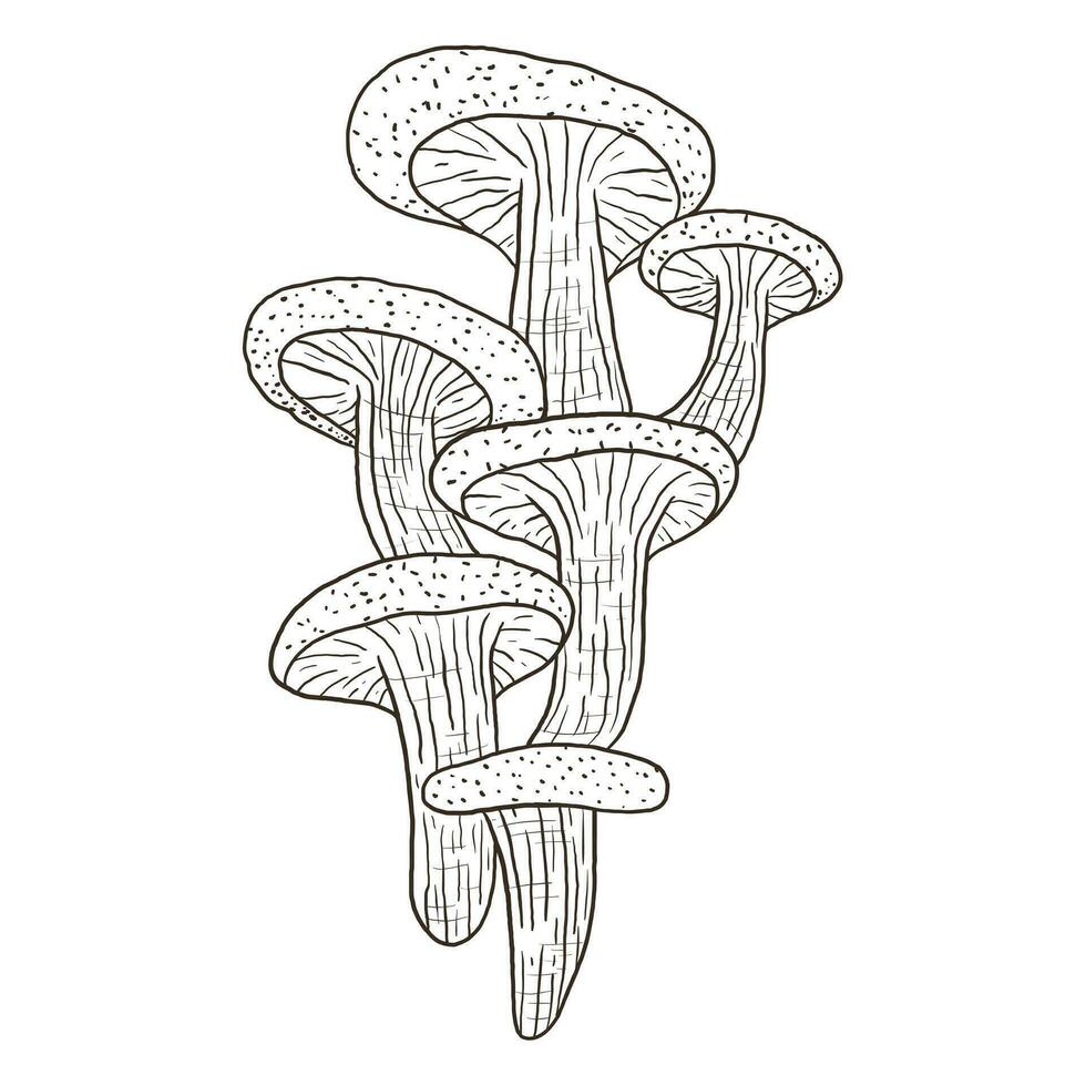Vector isolated autumn doodle illustration of a bunch of woody mushrooms in outline style.