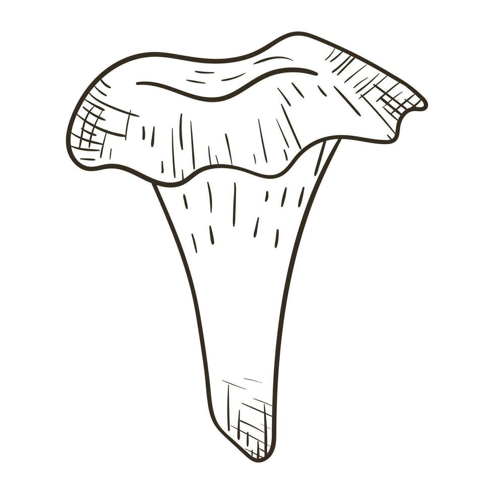 Vector isolated doodle illustration of forest chanterelle mushroom in outline style.