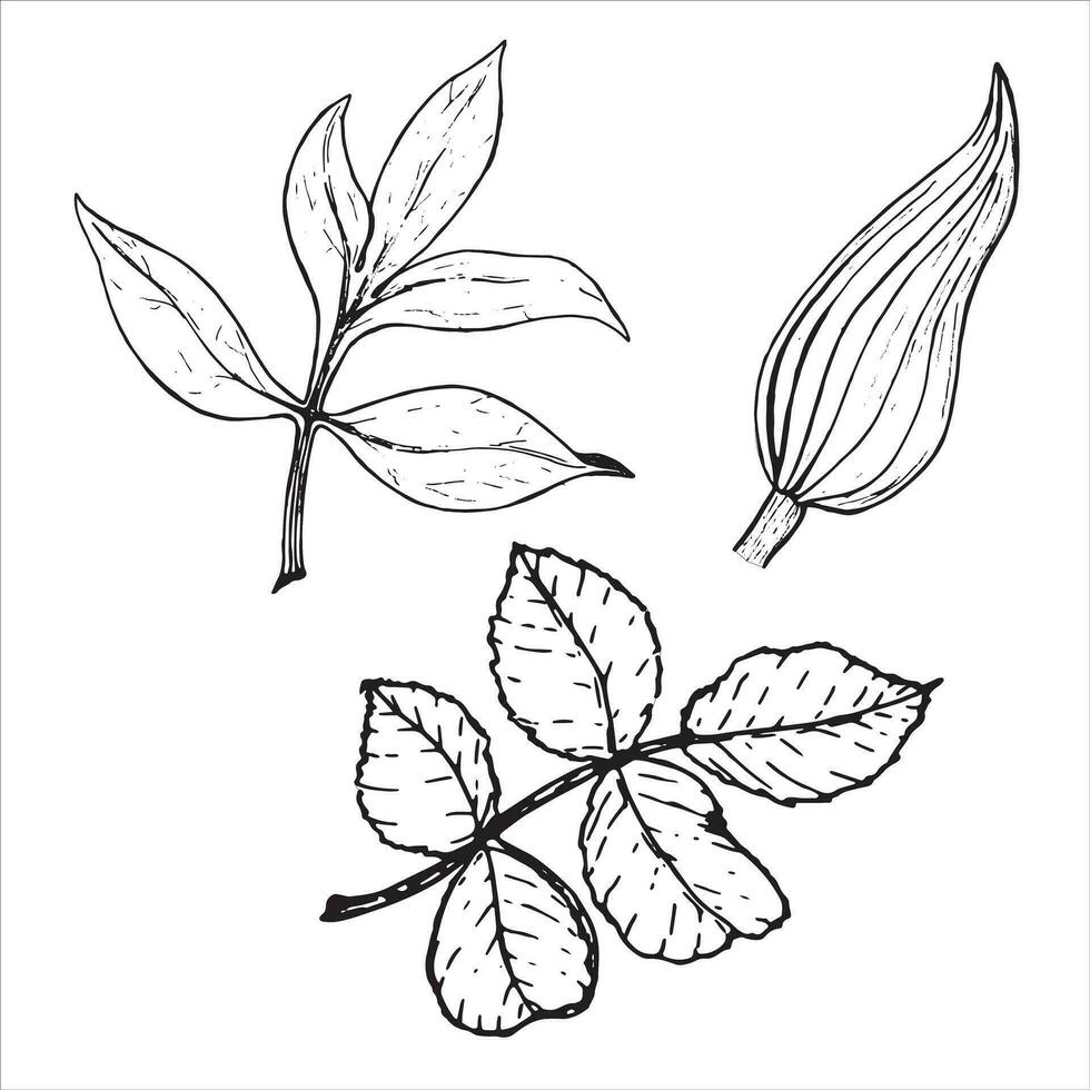 Sheet. Botanical set of flower leaves Peony, roses and lilies. Hand-drawn on a white background, in vector format. Graphic drawing can be used for your design.