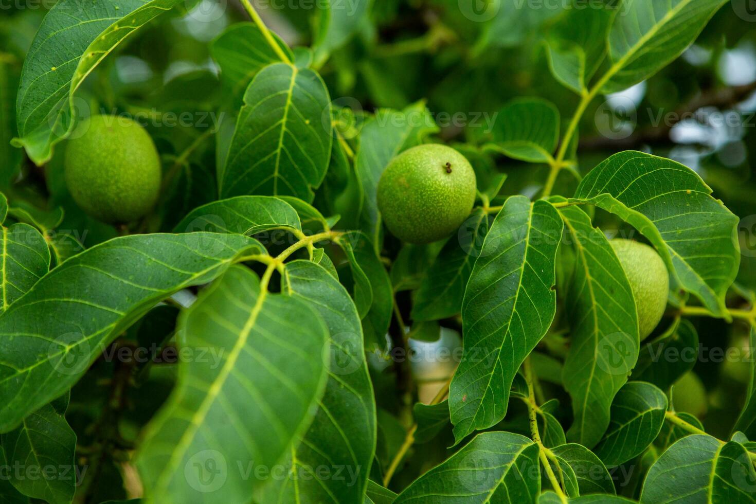 Green walnuts growing on a tree in the garden in summer. photo