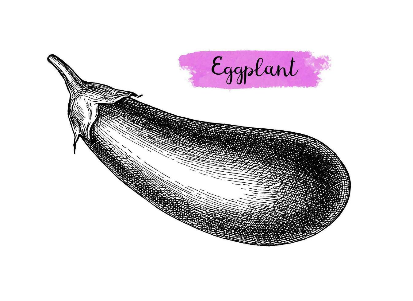Ink sketch of eggplant isolated on white background. Hand drawn vector illustration. Retro style