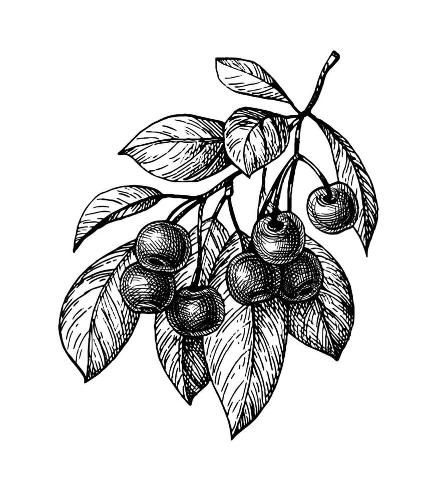 Cereza rama con frutas tinta bosquejo aislado en blanco antecedentes. mano dibujado vector ilustración. Clásico estilo carrera dibujo.