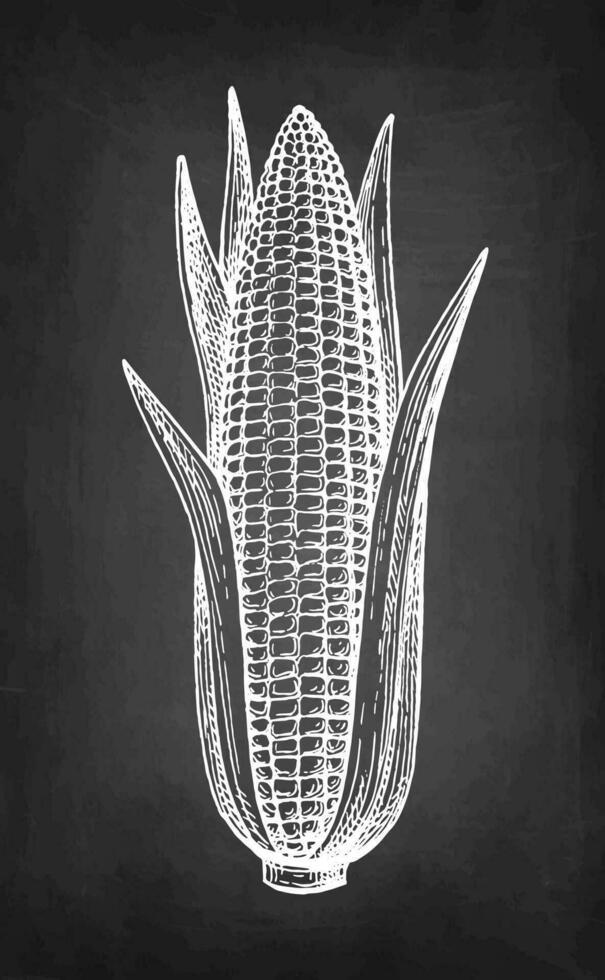 Ear of corn with leaves. Chalk sketch on blackboard background. Hand drawn vector illustration. Retro style.