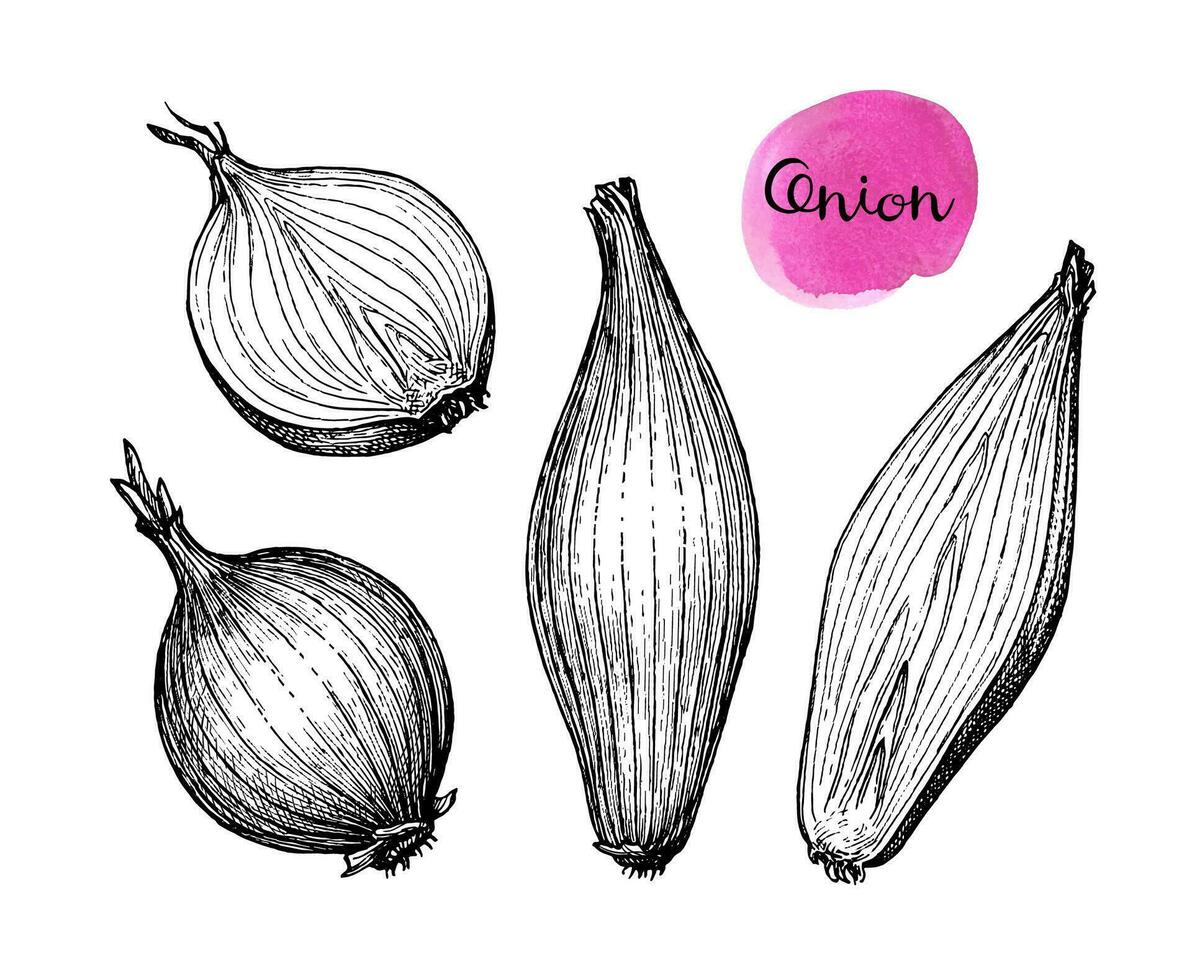 Ink sketch of onion isolated on white background. Hand drawn vector illustration. Retro style.