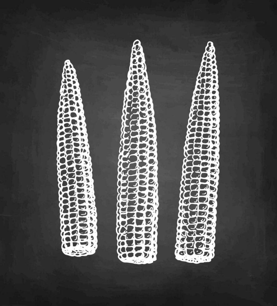 Baby corn. Chalk sketch of on blackboard background. Hand drawn vector illustration. Retro style.