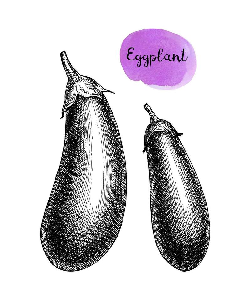 brinjal pencil drawing