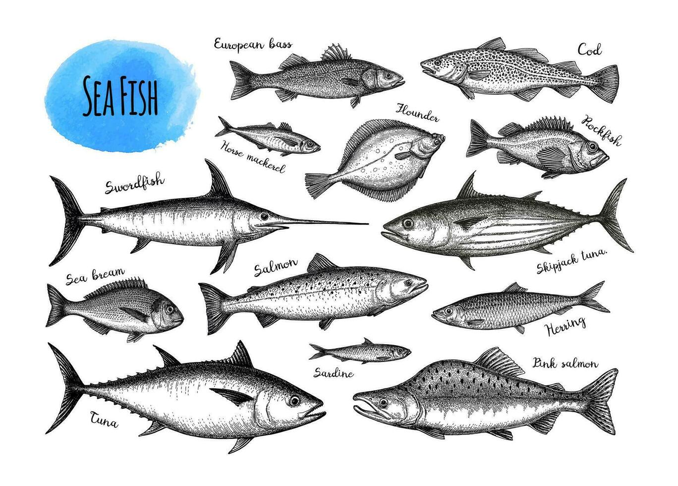 Fish big set. Ink sketches isolated on white background. Hand drawn vector illustration. Retro style.