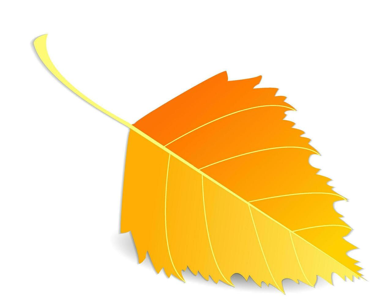 Autumn orange leaf, detailed, closeup, birch leaf isolated on white or transparent background with shadow vector