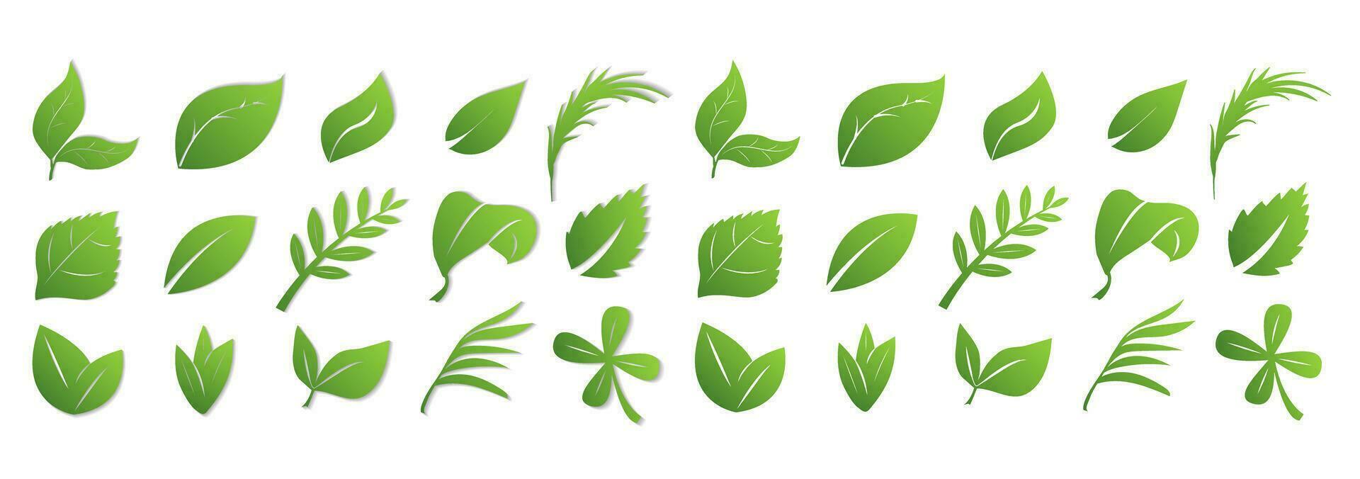 A set of green leaves on a white background with and without a shadow, for logos, designs, for the symbolism of the green planet vector