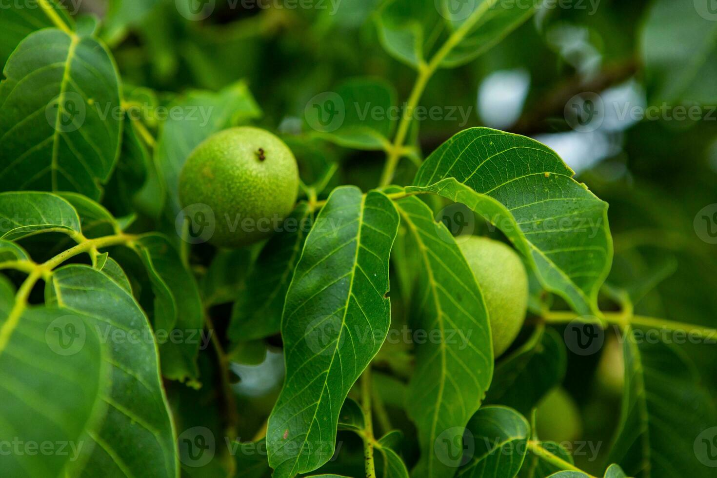 Green walnuts growing on a tree in the garden in summer. photo