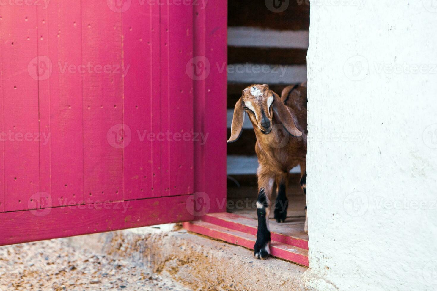Portrait of a goat with horns on the street in the village. The happy life of goats in the country photo