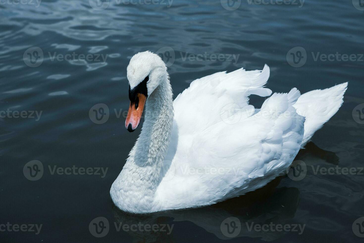 Beautiful white swans swimming on a lake in the park. photo