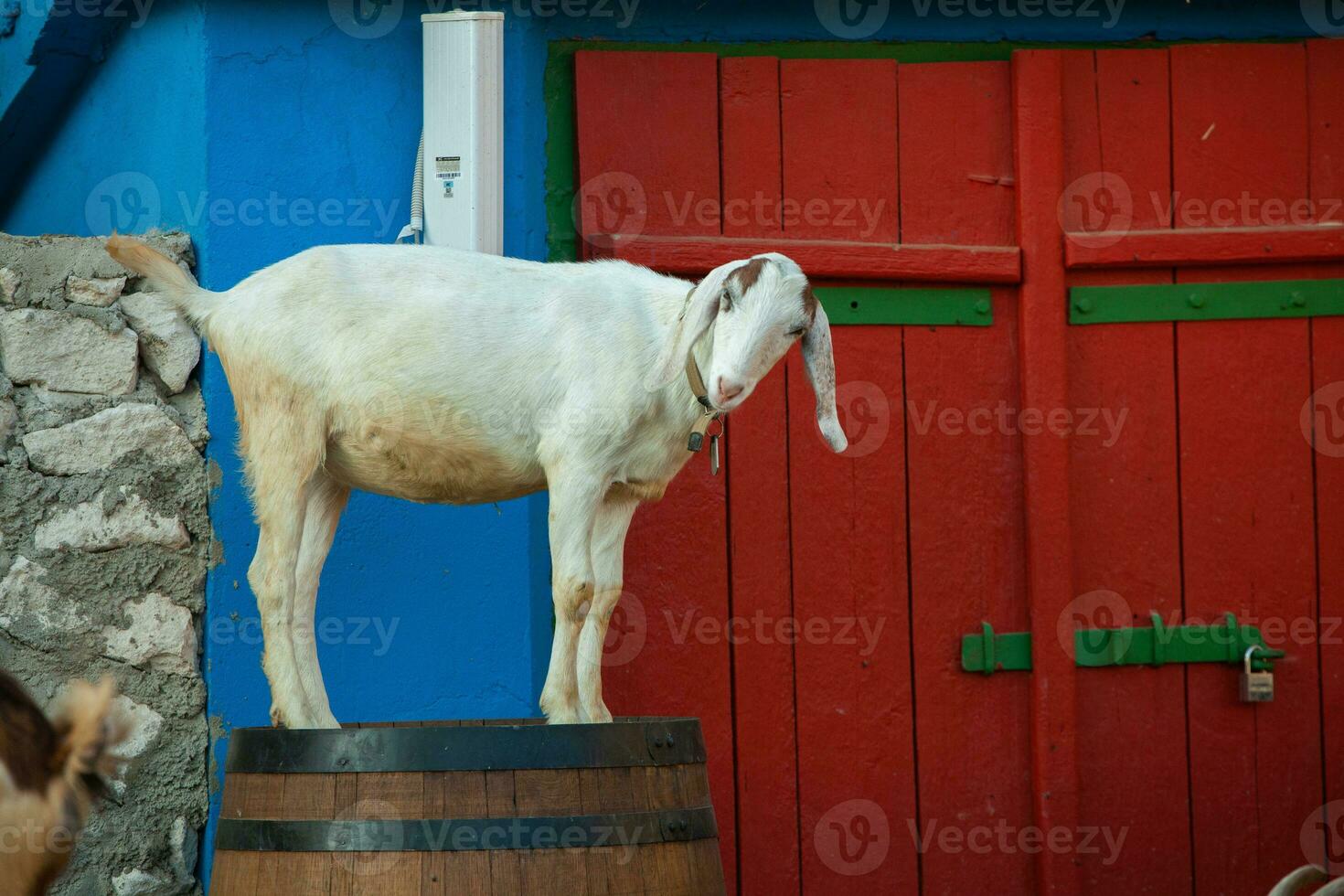 Portrait of a goat with horns on the street in the village. The happy life of goats in the country photo